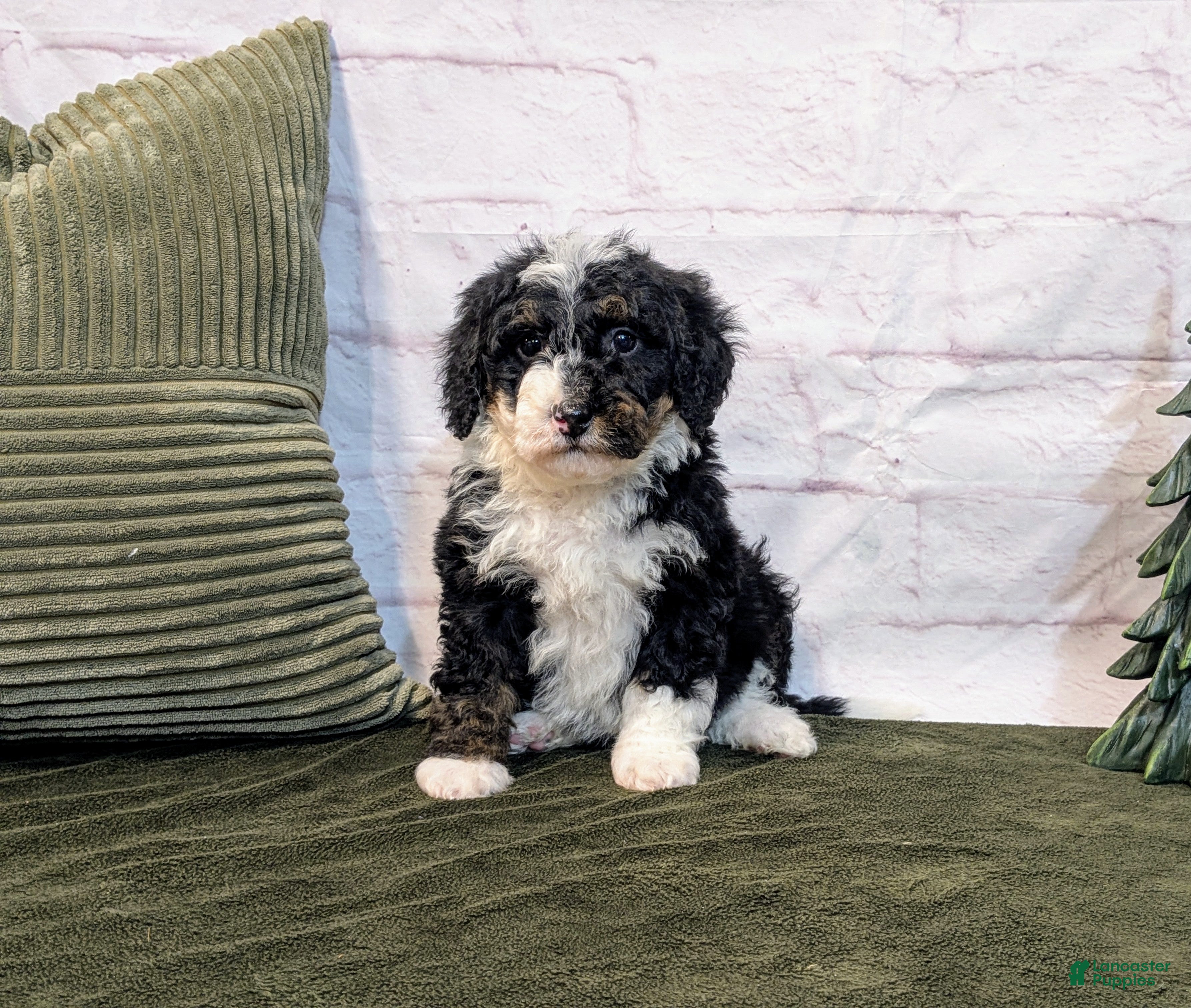 Mini Bernedoodle dogs Patrick - Ad 19
