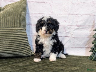 Mini Bernedoodle dogs Patrick - Ad 17