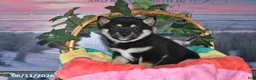 Shiba Inu dogs for sale: Cassandra - Ad 3