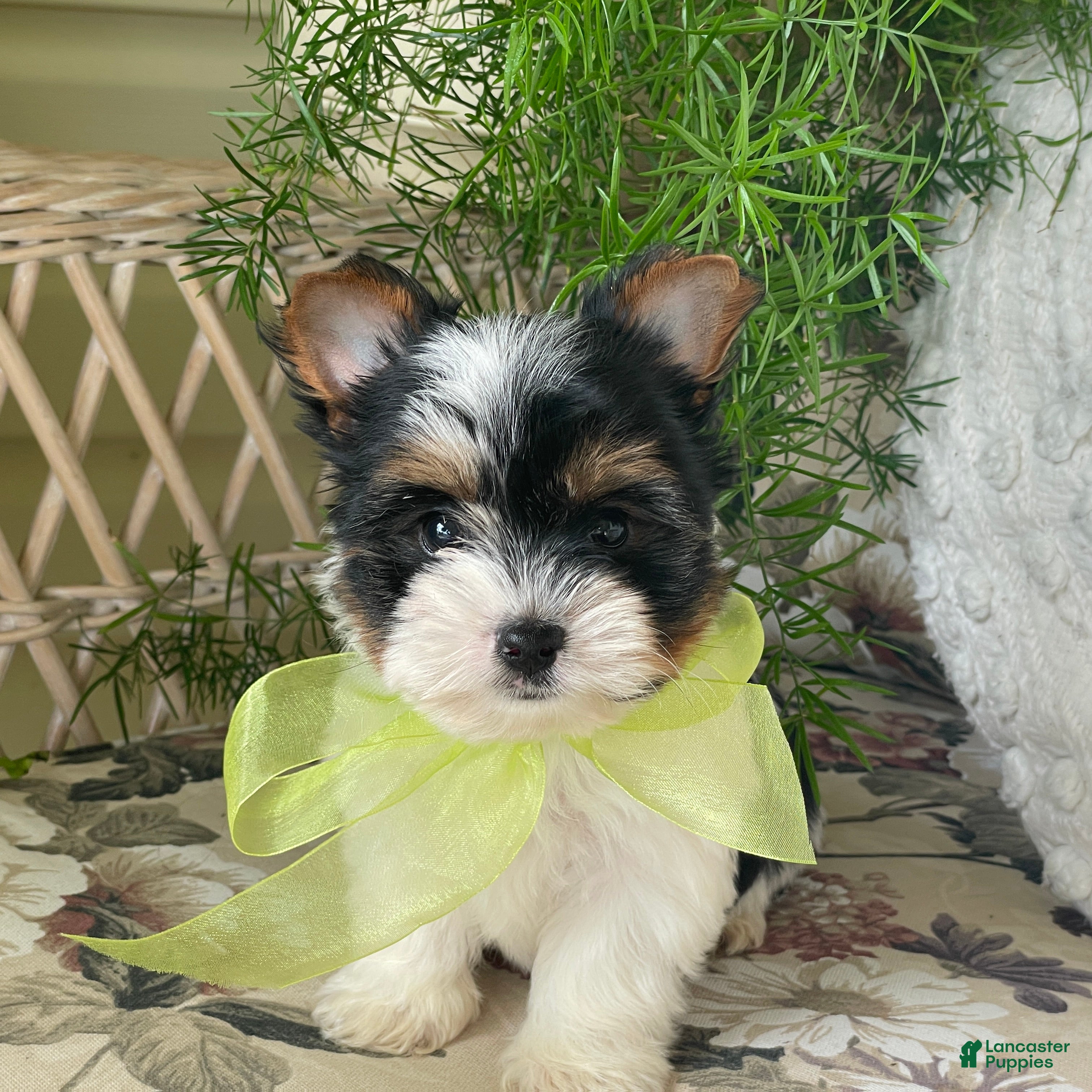 Biewer Terrier dogs Waldo - Ad 1