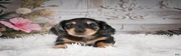 Miniature Dachshund dogs for sale: AKC-Rolo - Ad 5