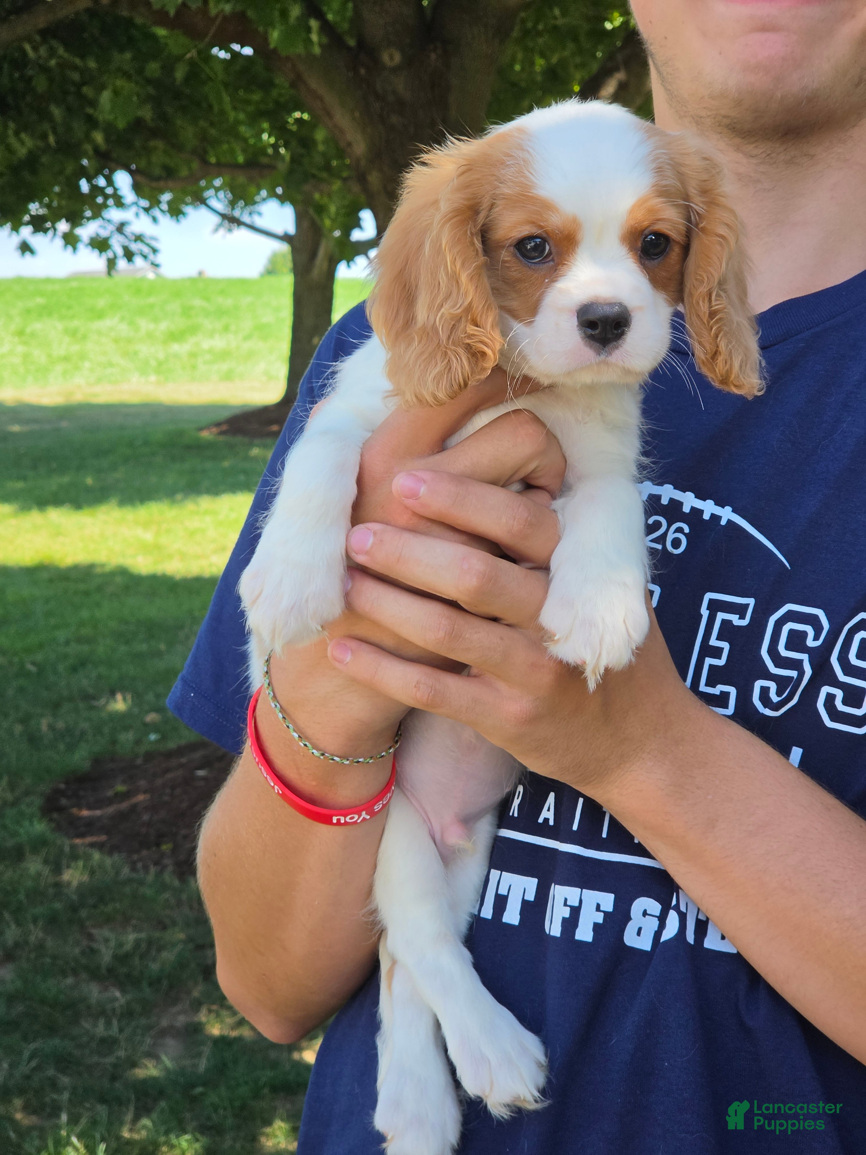Cavalier King Charles Spaniel dogs Oscar - Ad 2