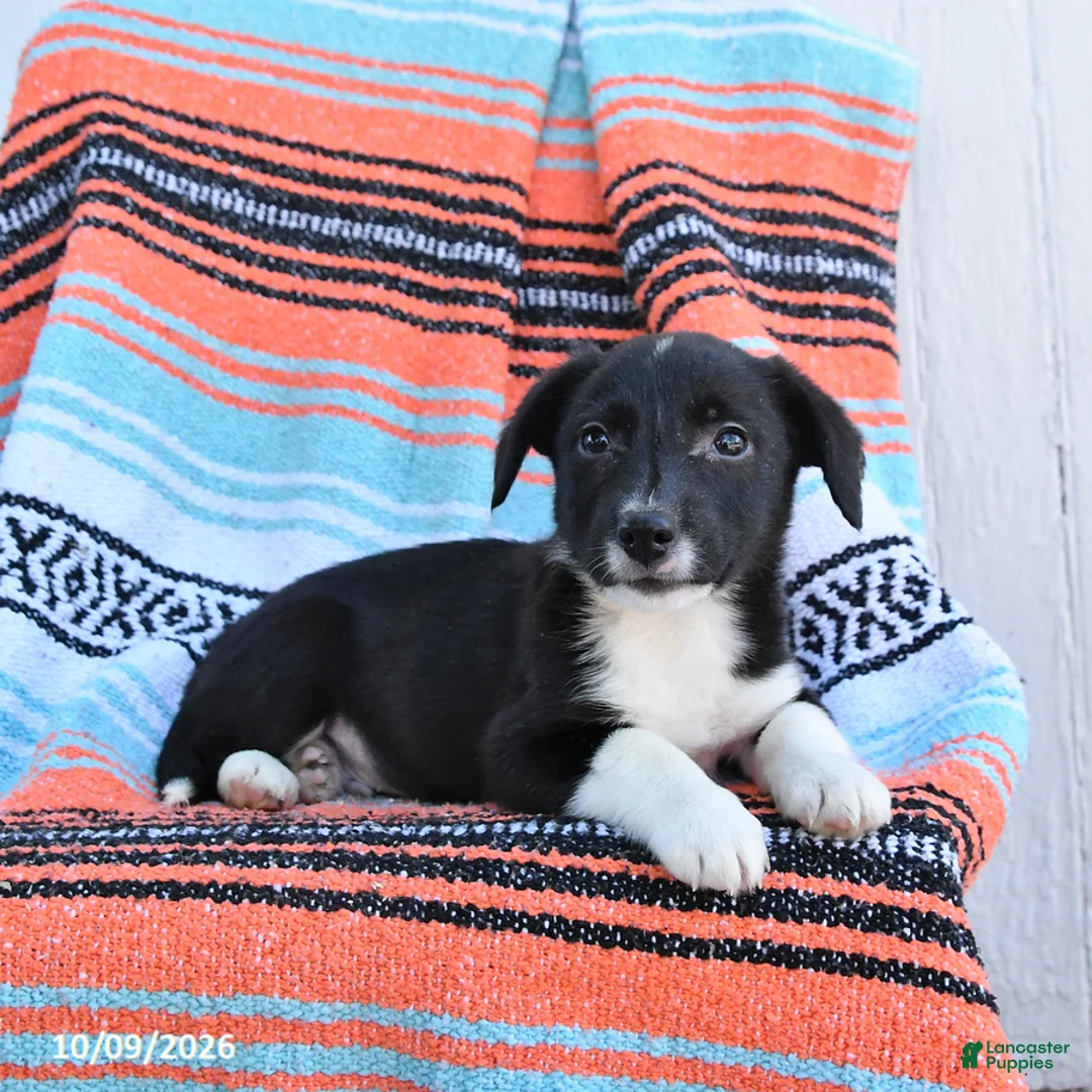 Mixed Breed dogs for sale: Dodger - Ad 3