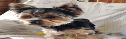 Yorkshire Terrier dogs for sale: Gerri - Ad 6