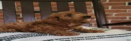 Cockapoo dogs for sale: Conner - Ad 3