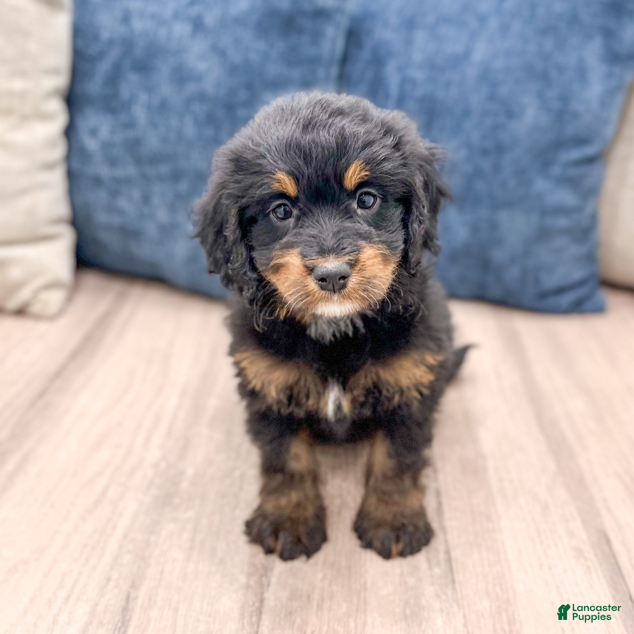 Mini Bernedoodle dogs Bonnie - Ad 1