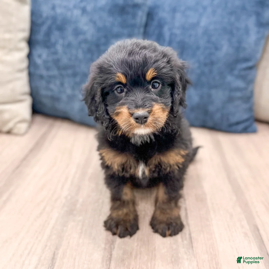 Mini Bernedoodle dogs for sale: Bonnie - Ad 1
