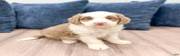Mini Bernedoodle dogs for sale: Oakley - Ad 8
