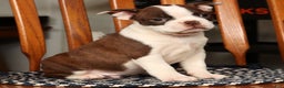 Boston Terrier dogs for sale: Nolan - Ad 8