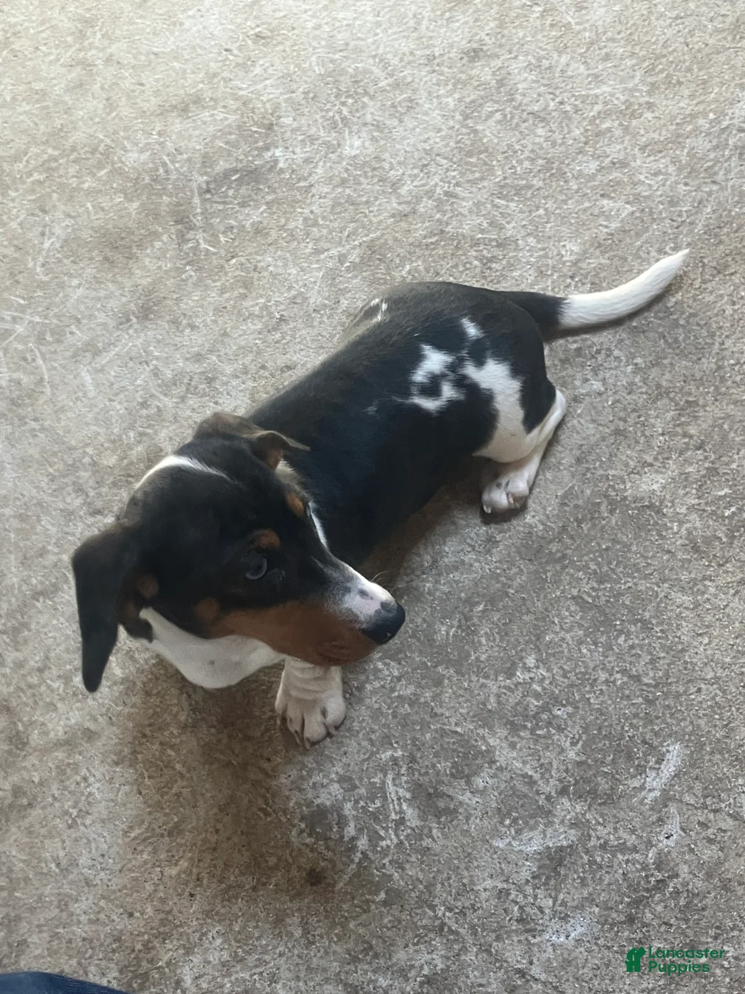 Dachshund dogs for sale: Akc Amy - Ad 6