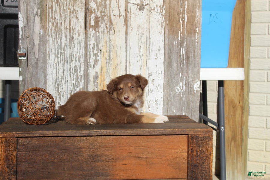 Australian Cattle Dog dogs Maggie - Ad 8