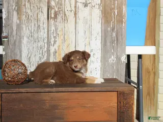 Australian Cattle Dog dogs Maggie - Ad 8