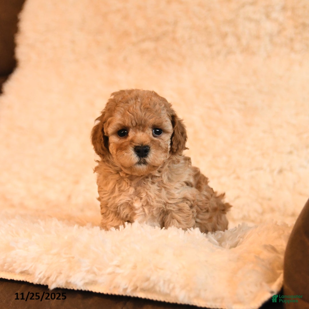 Toy Poodle dogs for sale: Buddy - Ad 1