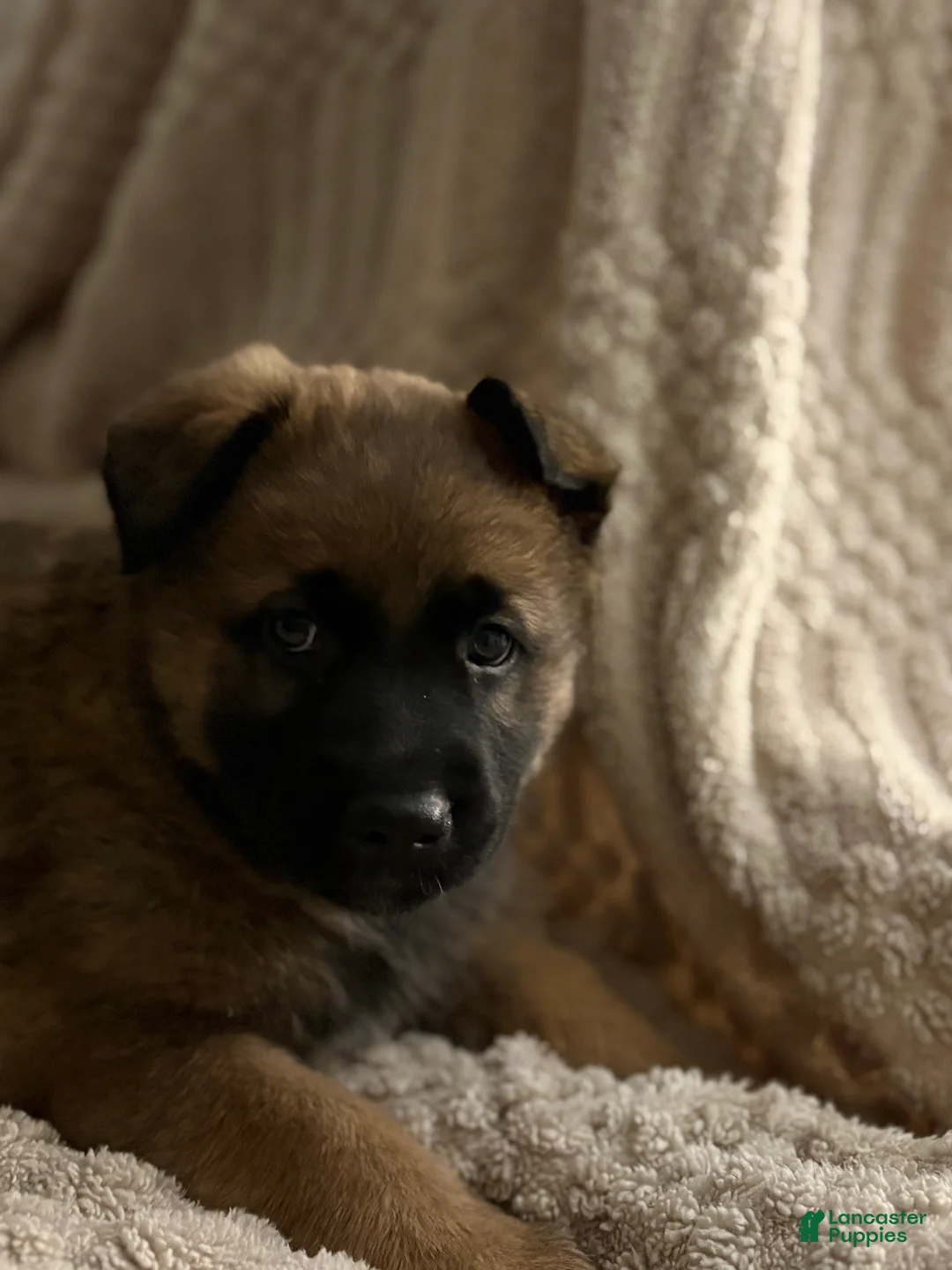 Mixed Breed dogs for sale: D Puppy 4 - Ad 2