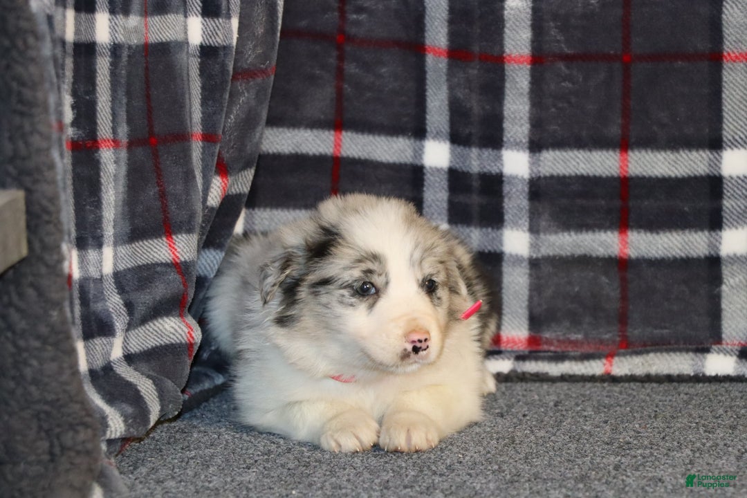 Border Collie dogs for sale: holly - Ad 4