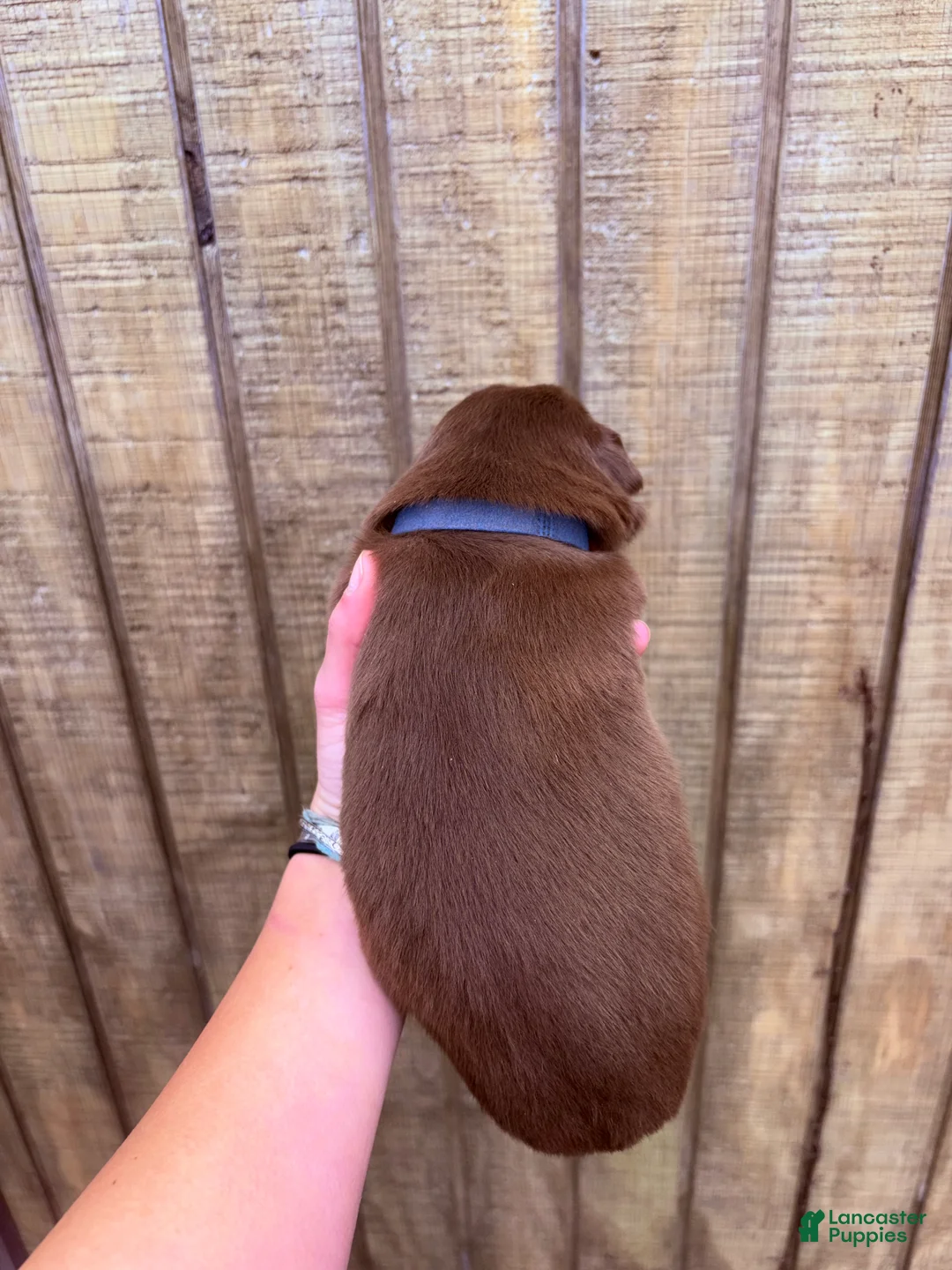 Australian Shepherd dogs for sale: Australian Shepherd Puppy 2 - Ad 2