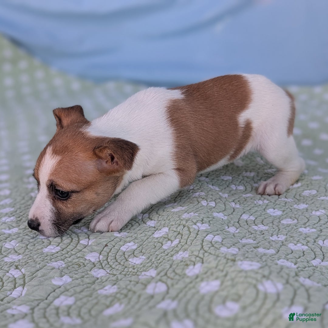 Rat Terrier dogs for sale: Cinnamon - Ad 3