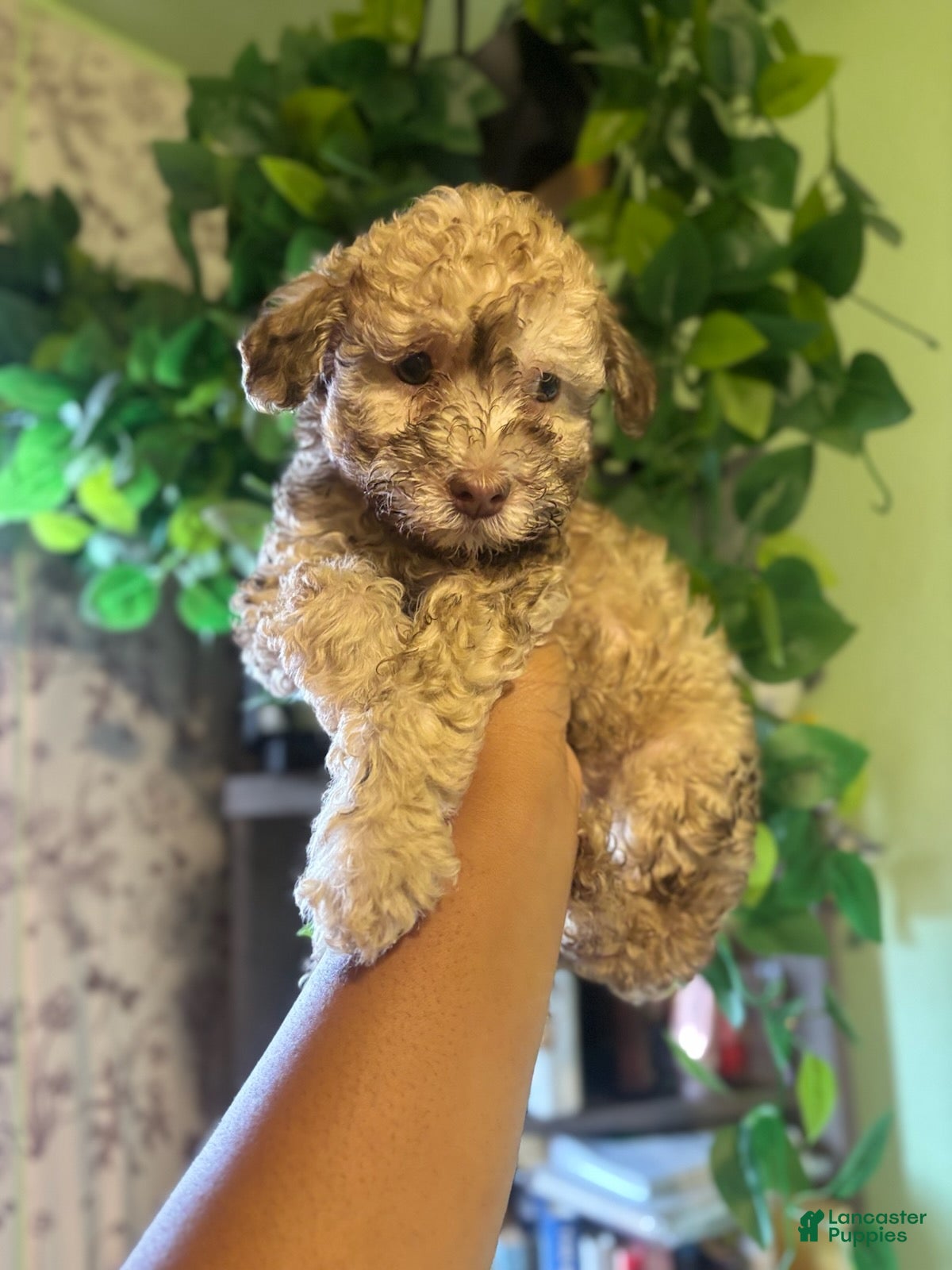 Yorkiepoo dogs Kali - Ad 1