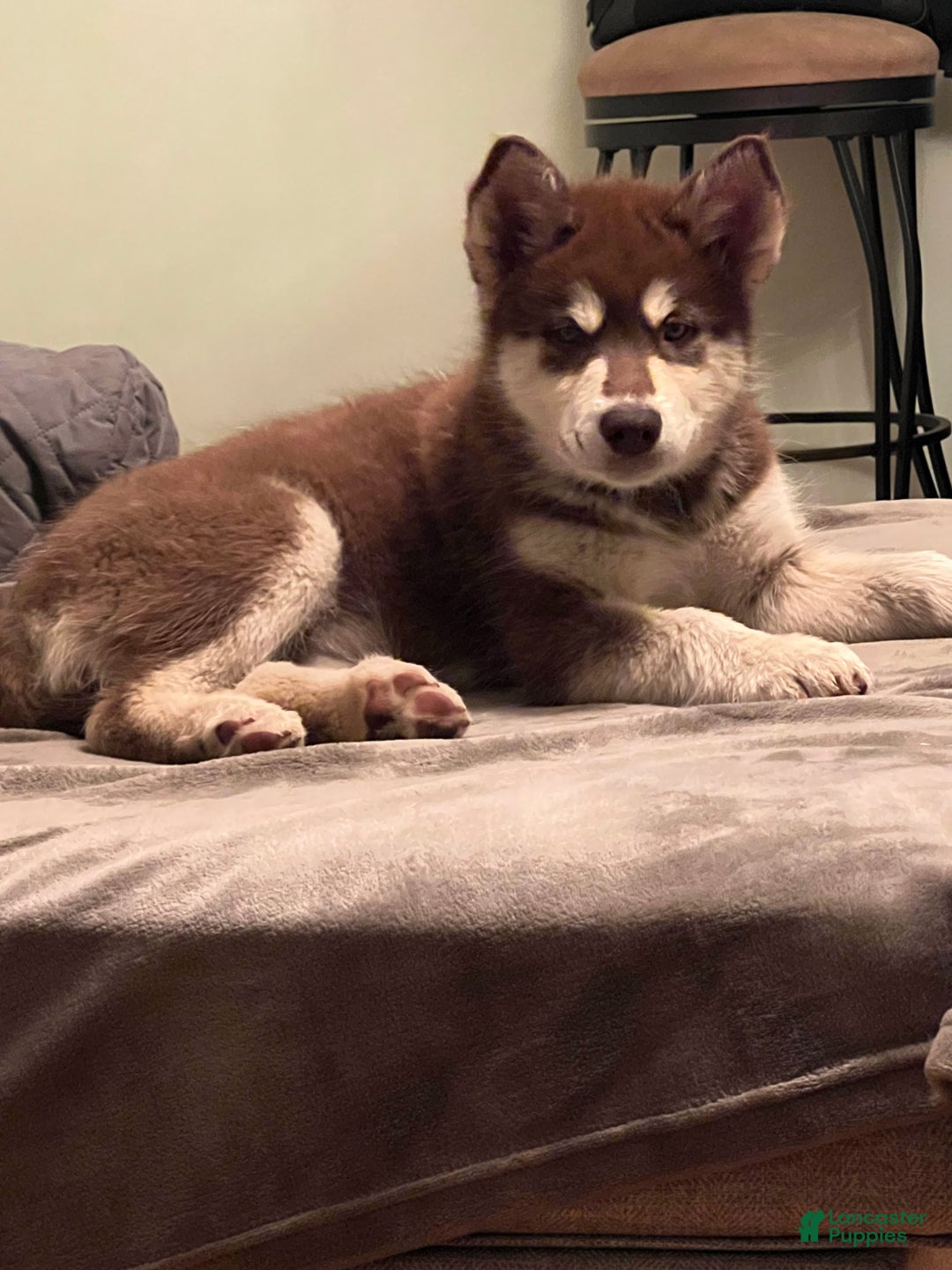Alaskan Malamute dogs for sale: Alaskan Malamute Puppy 3 - Ad 2