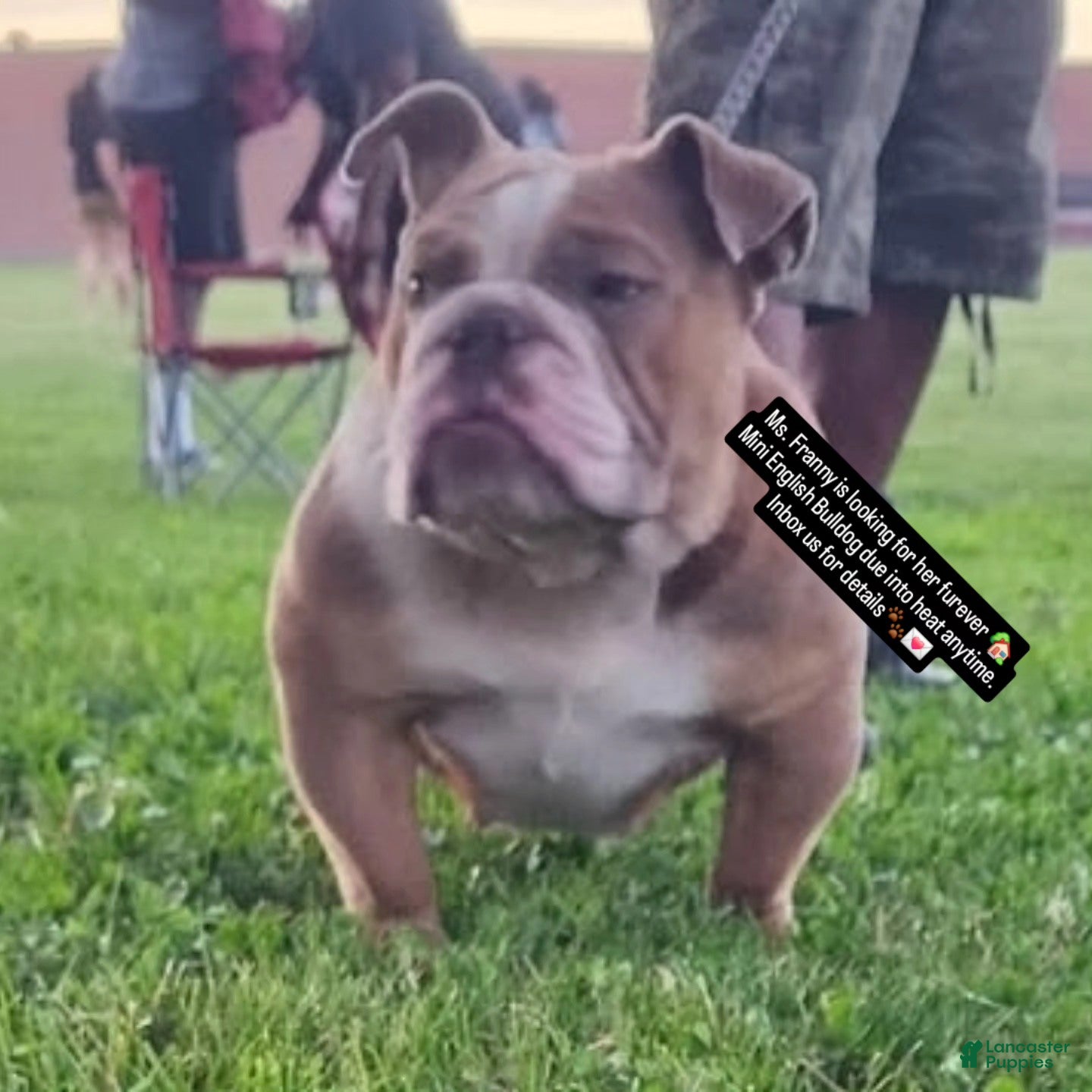 English Bulldog dogs Franny - Ad 24