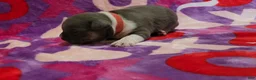 American Bully dogs for sale: Atreus - Ad 3