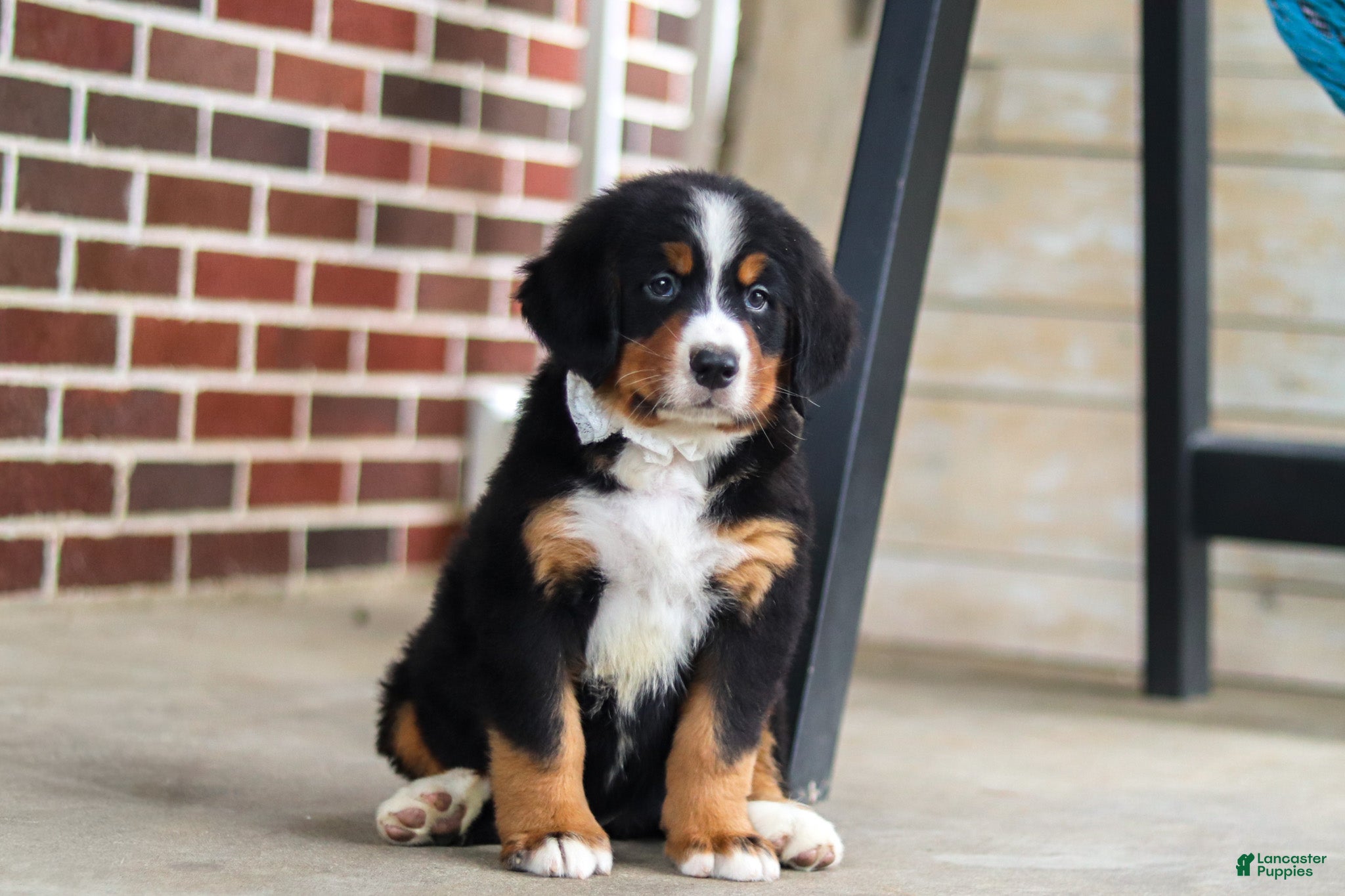 Bernese Mountain Dog dogs Caleb - Ad 1