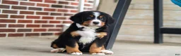 Bernese Mountain Dog dogs for sale: Caleb - Ad 1