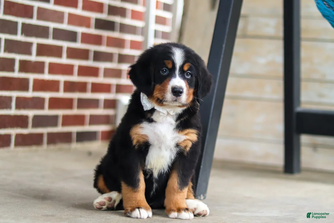 Bernese Mountain Dog dogs for sale: Caleb - Ad 1