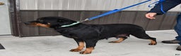 Rottweiler dogs for sale: Mya - Ad 4
