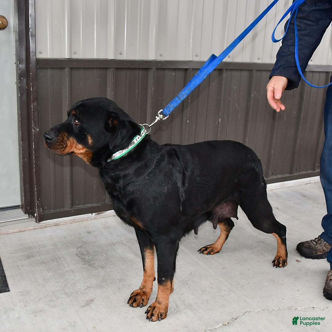 Rottweiler dogs for sale: Mya - Ad 4