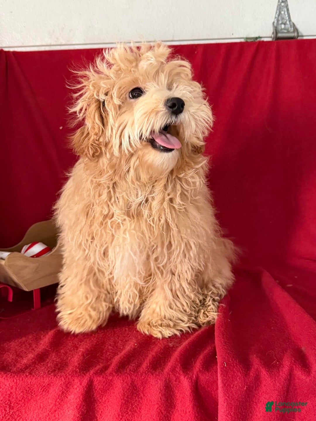 Maltipoo dogs for sale: Bently - Ad 2