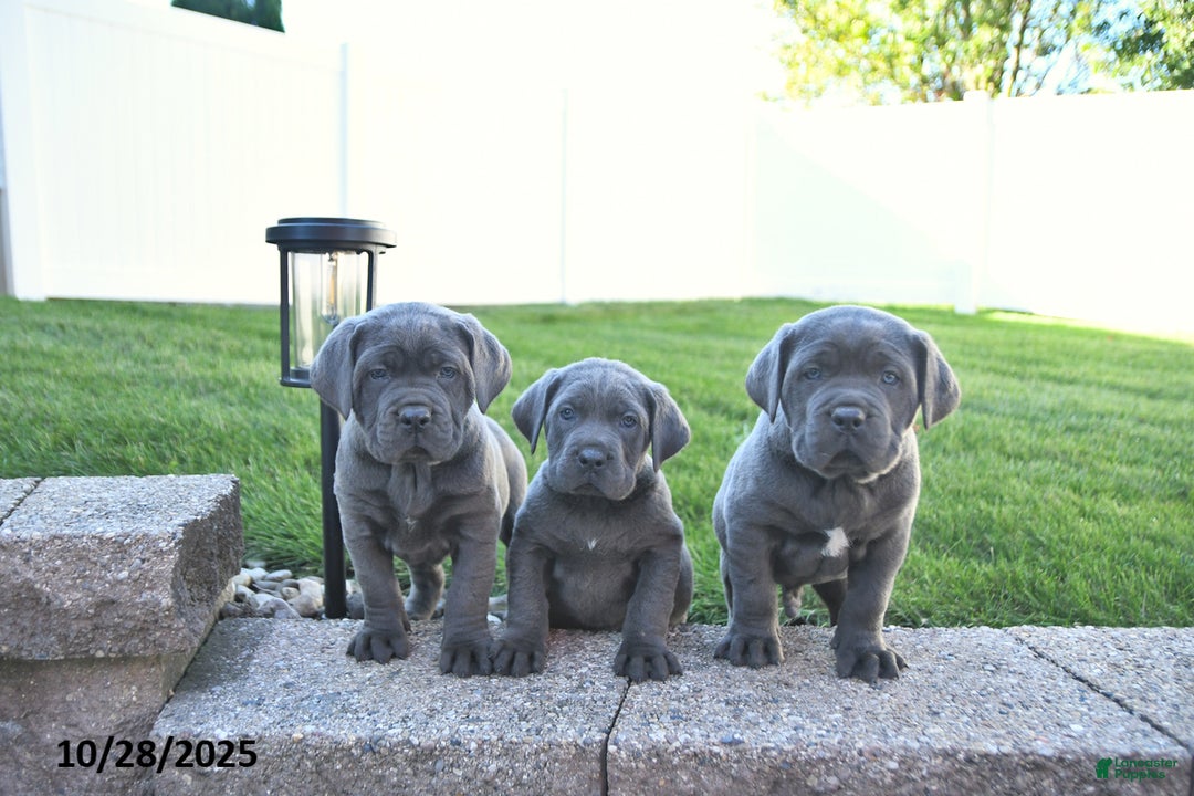 Gallery Image {{count}}