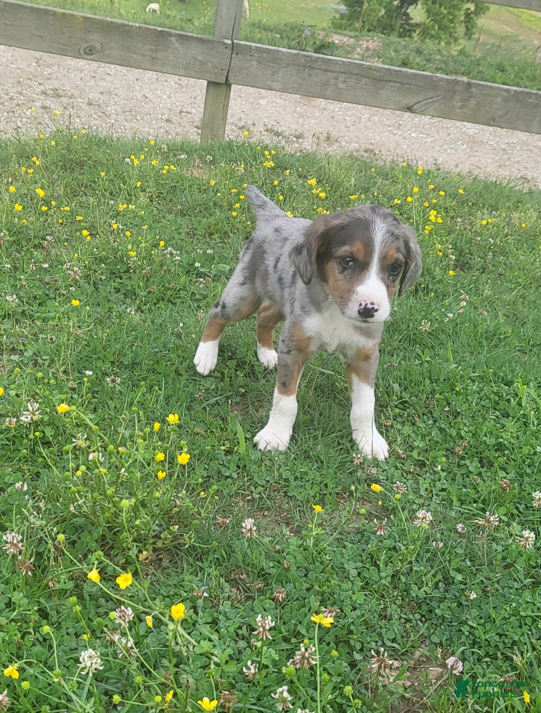 Mixed Breed dogs Micky - Ad 24