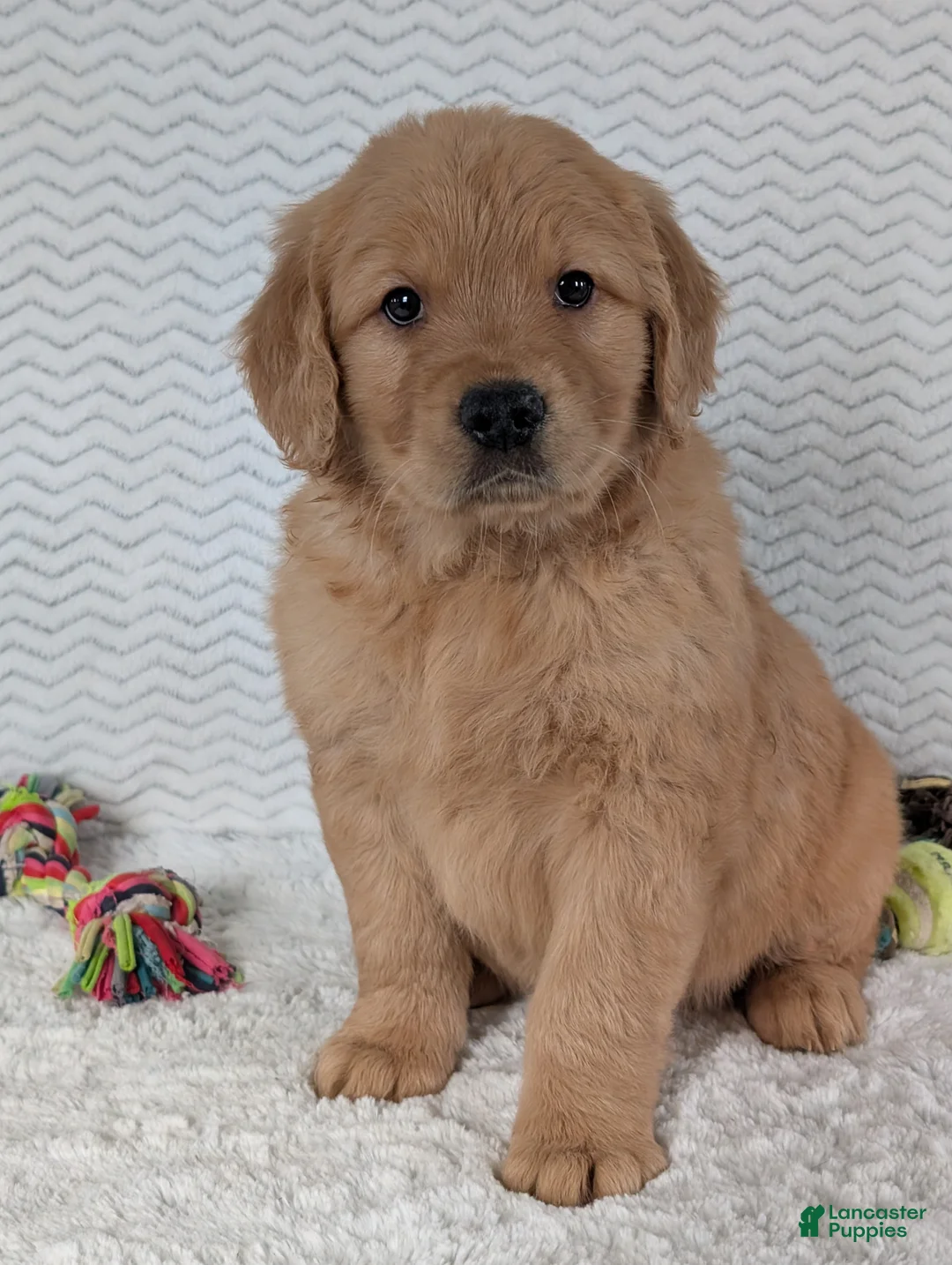 Golden Retriever dogs for sale: Parker  - Ad 19