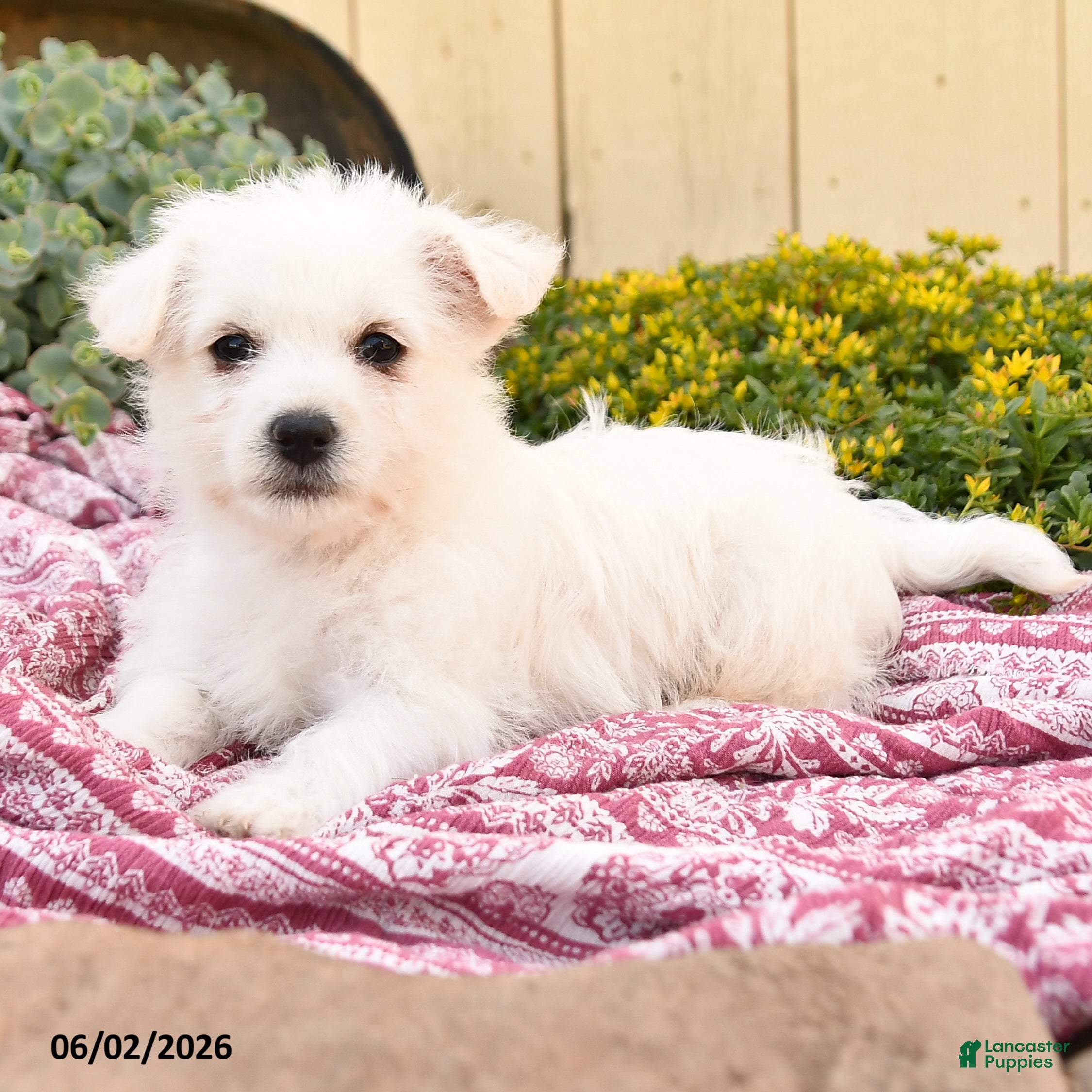 Westiepoo dogs for sale: Beth - Ad 3