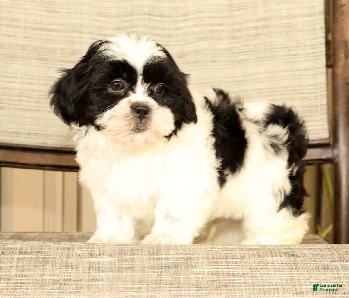 Malshi dogs for sale: Manny - Ad 3