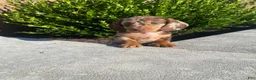 Miniature Dachshund dogs for sale: Brody - Ad 10