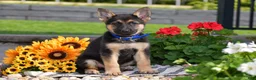 German Shepherd dogs for sale: Chestnut  - Ad 4