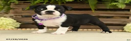 Boston Terrier dogs for sale: Tasha - Ad 4