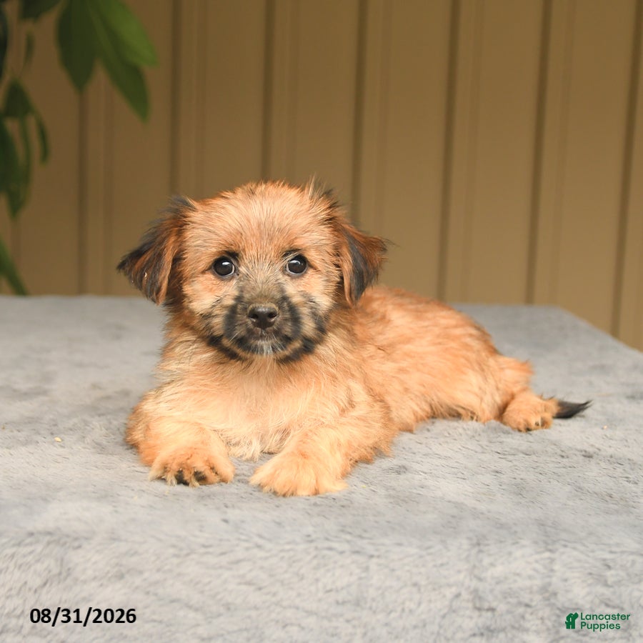 Mixed Breed dogs Gracie - Ad 2