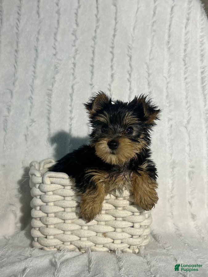 Yorkshire Terrier dogs Ellie - Ad 1