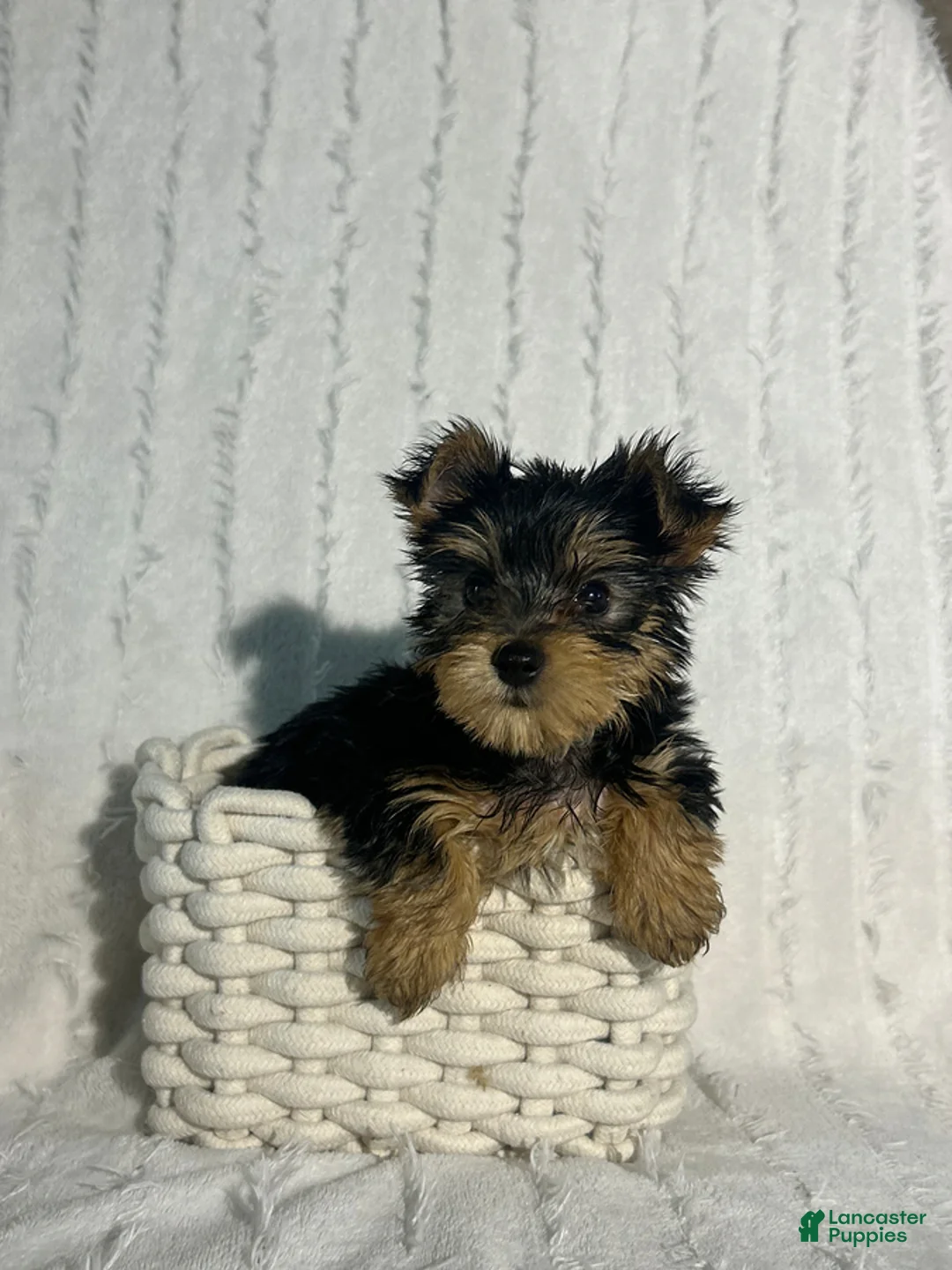 Yorkshire Terrier dogs for sale: Ellie - Ad 1