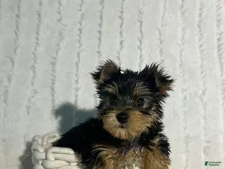 Yorkshire Terrier dogs for sale: Ellie - Ad 3