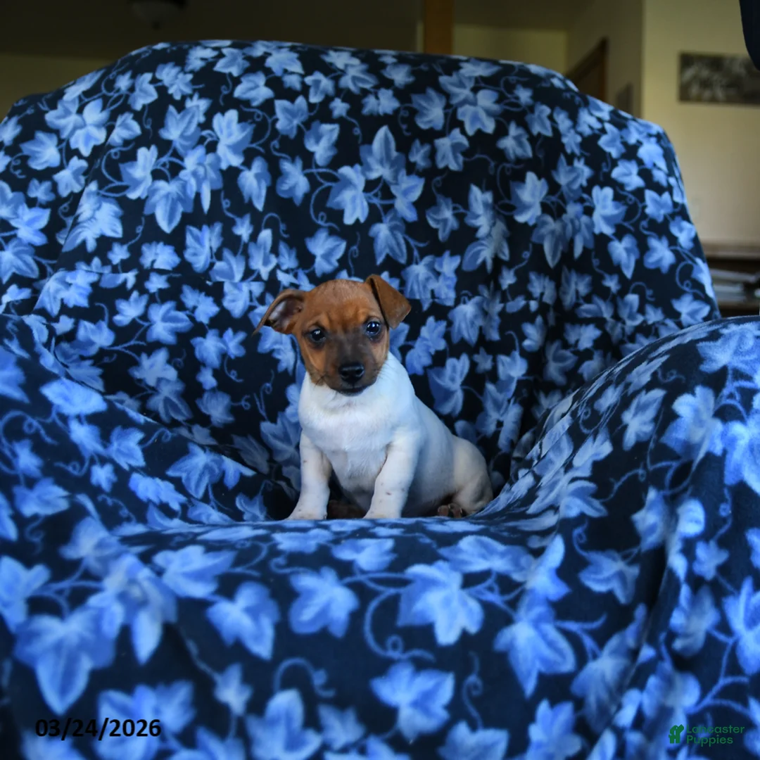 Jack Russell Terrier dogs for sale: Austin - Ad 1