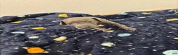 Italian Greyhound dogs for sale: Italian Greyhound 1 - Ad 2