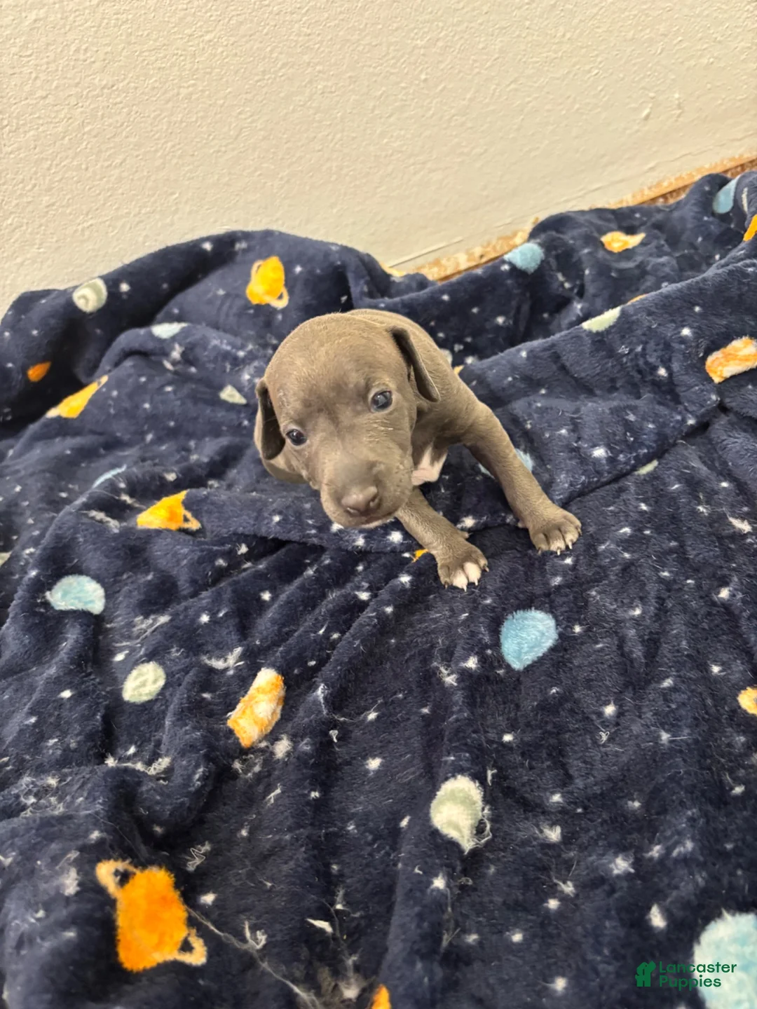 Italian Greyhound dogs for sale: Italian Greyhound 1 - Ad 2