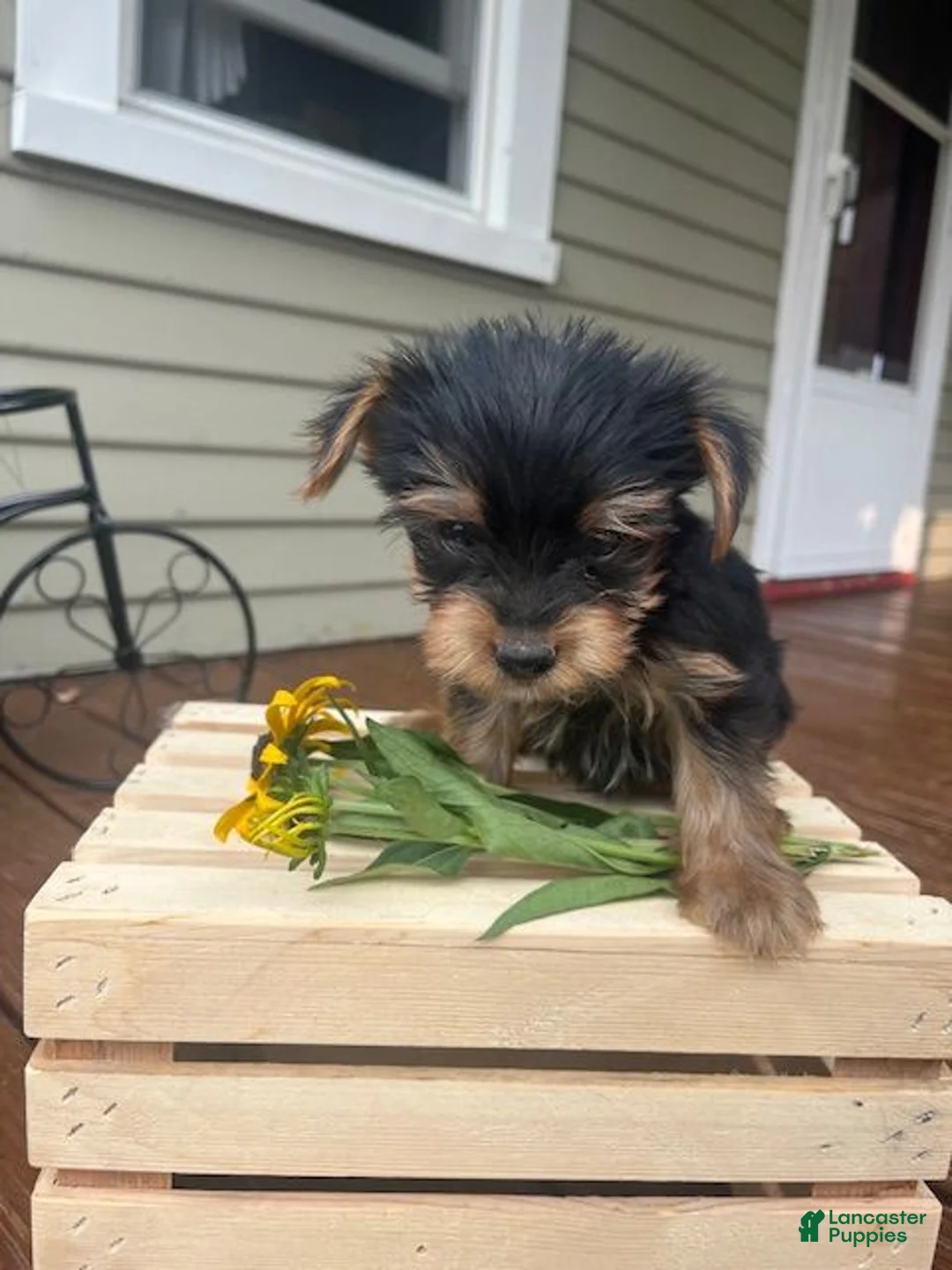 Yorkshire Terrier dogs for sale: Axel - Ad 1