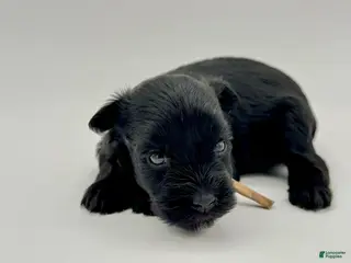 Miniature Schnauzer dogs for sale: Jelly Bean - Ad 3