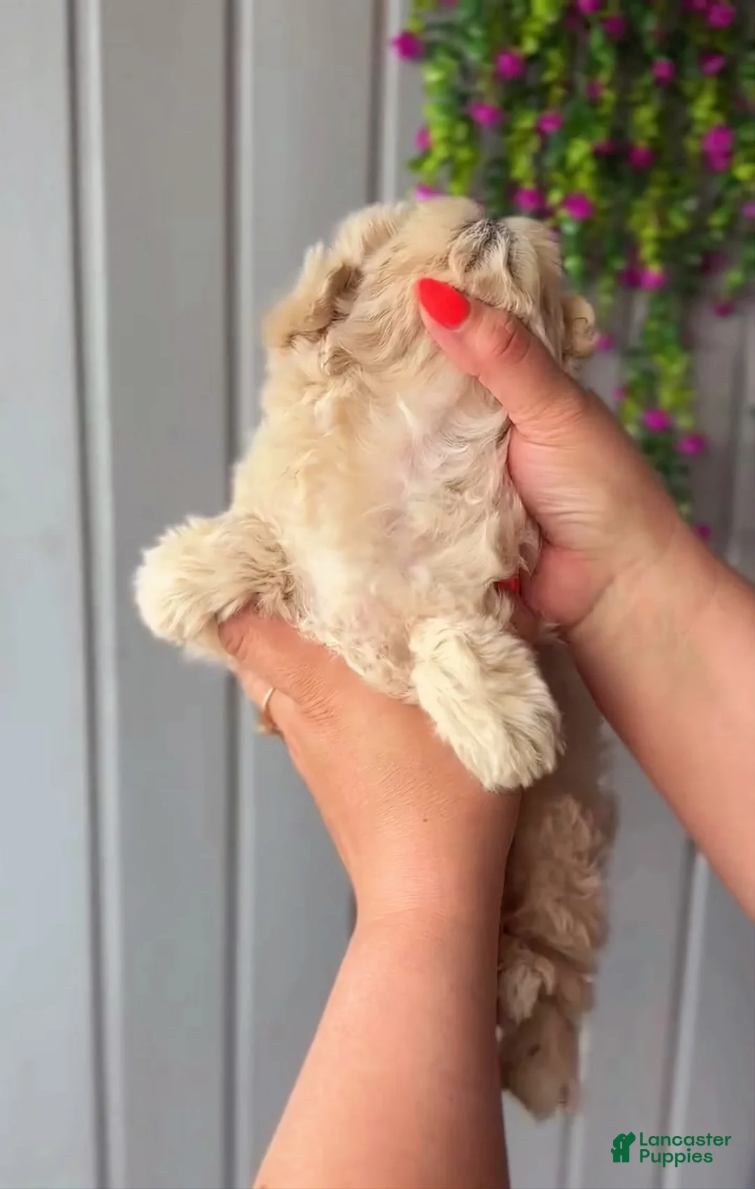Maltipoo dogs for sale: Martin - Ad 2