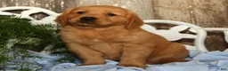 Golden Retriever dogs for sale: Sasha - Ad 3